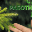 Уважаемые труженики и ветераны лесной отрасли! Поздравляю вас с профессиональным праздником – Днем работников леса! - Город Зима